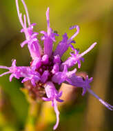 Слика од Liatris cylindracea Michx.