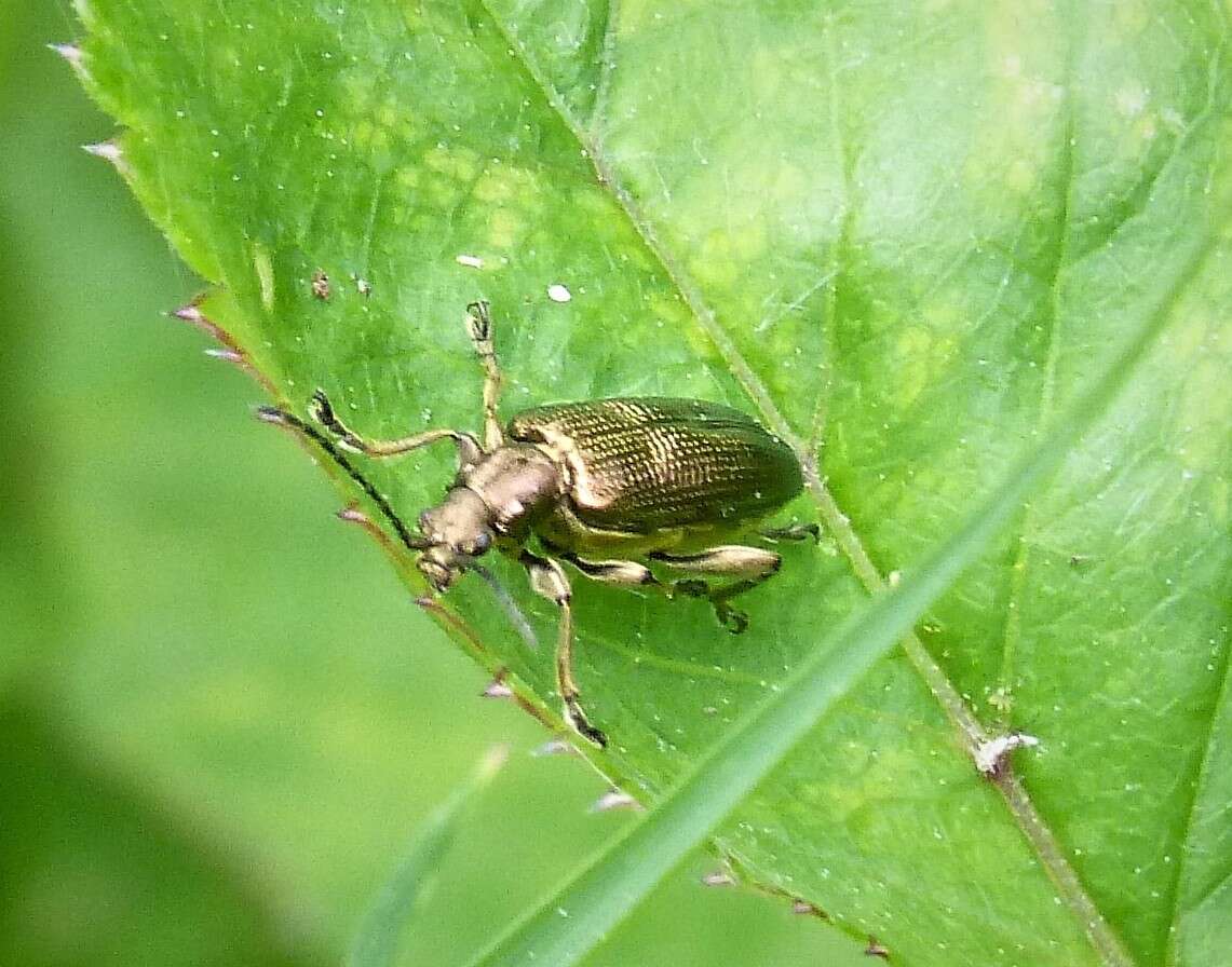 Image of Plateumaris sericea