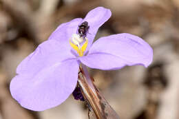 Image of Purple Flag