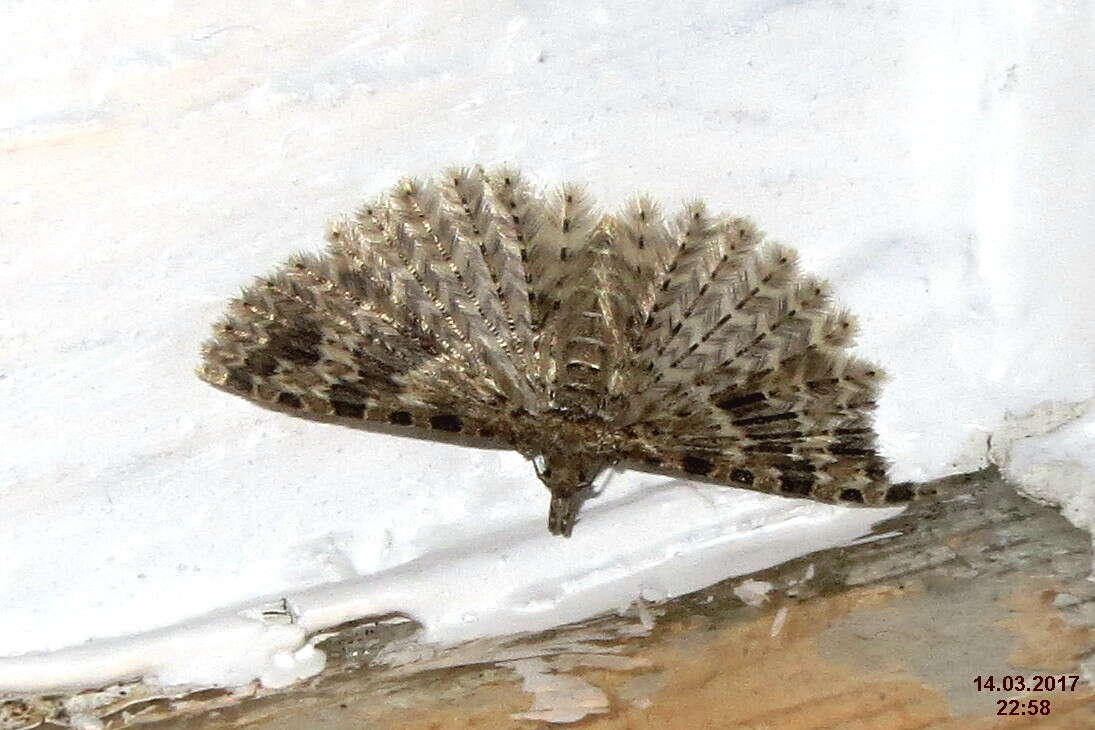 Image de Alucita hexadactyla Linnaeus 1758