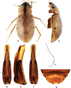 Image of <i><i>Berosus</i></i> (Berosus) <i>interstitialis</i> Knisch 1924