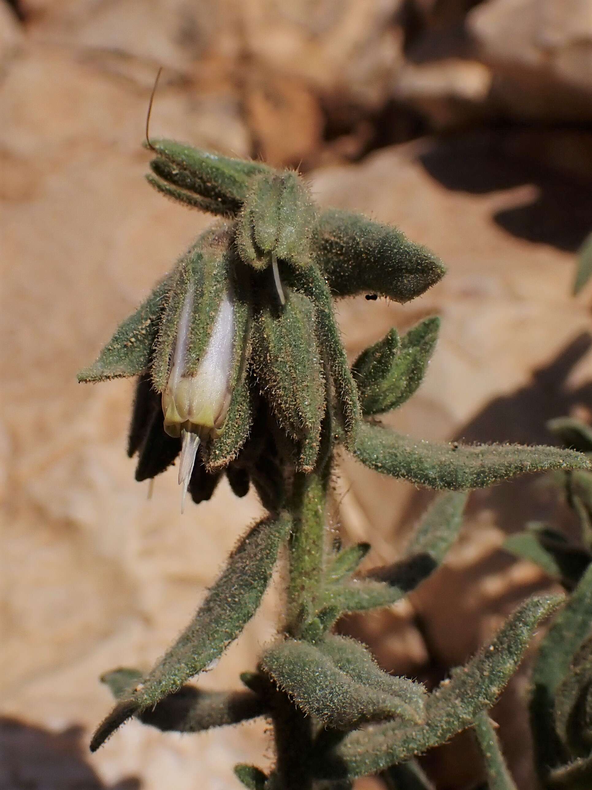 Plancia ëd Podonosma orientalis (L.) Feinbr.