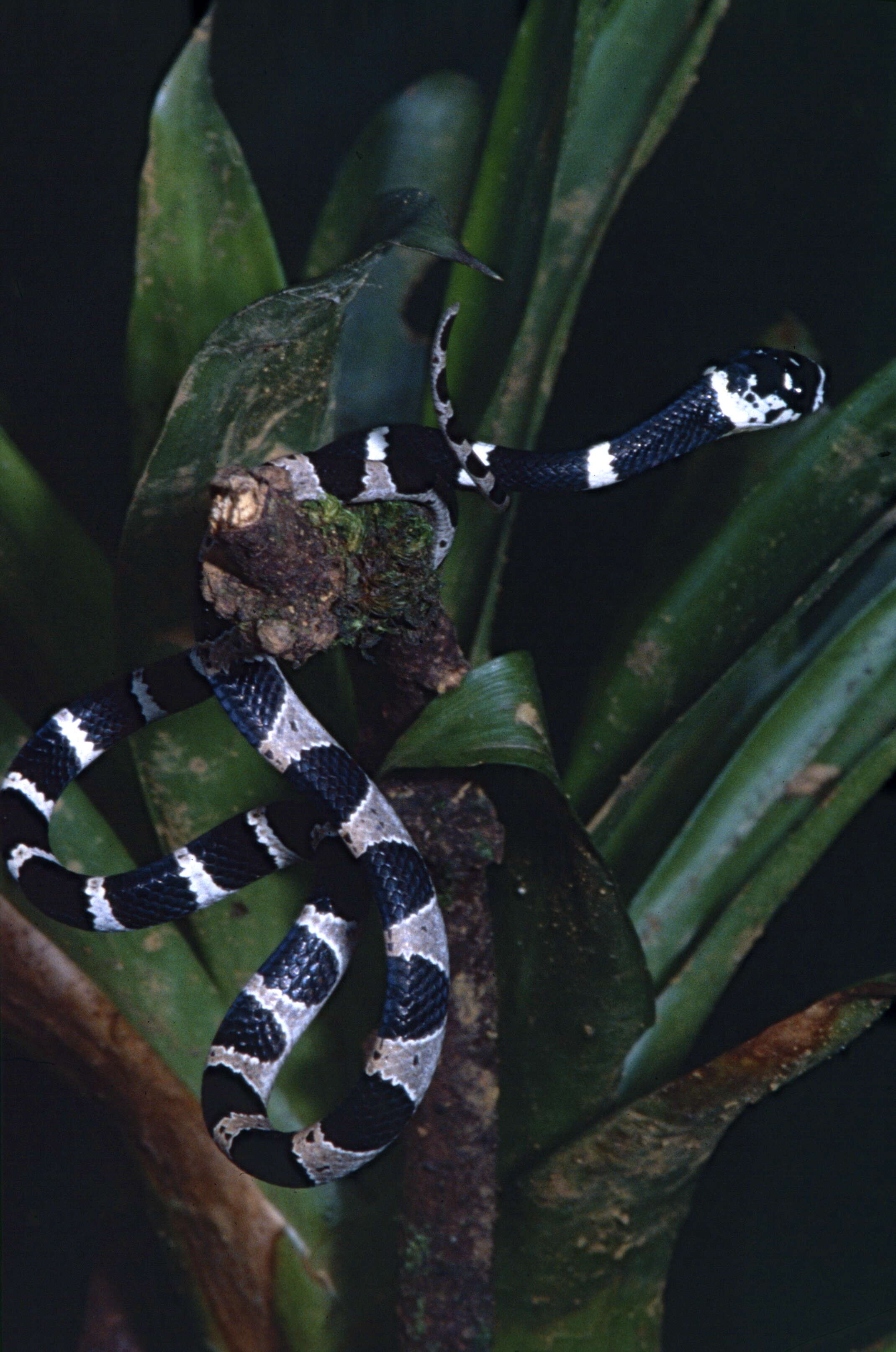 Image of Northern Snail-eater