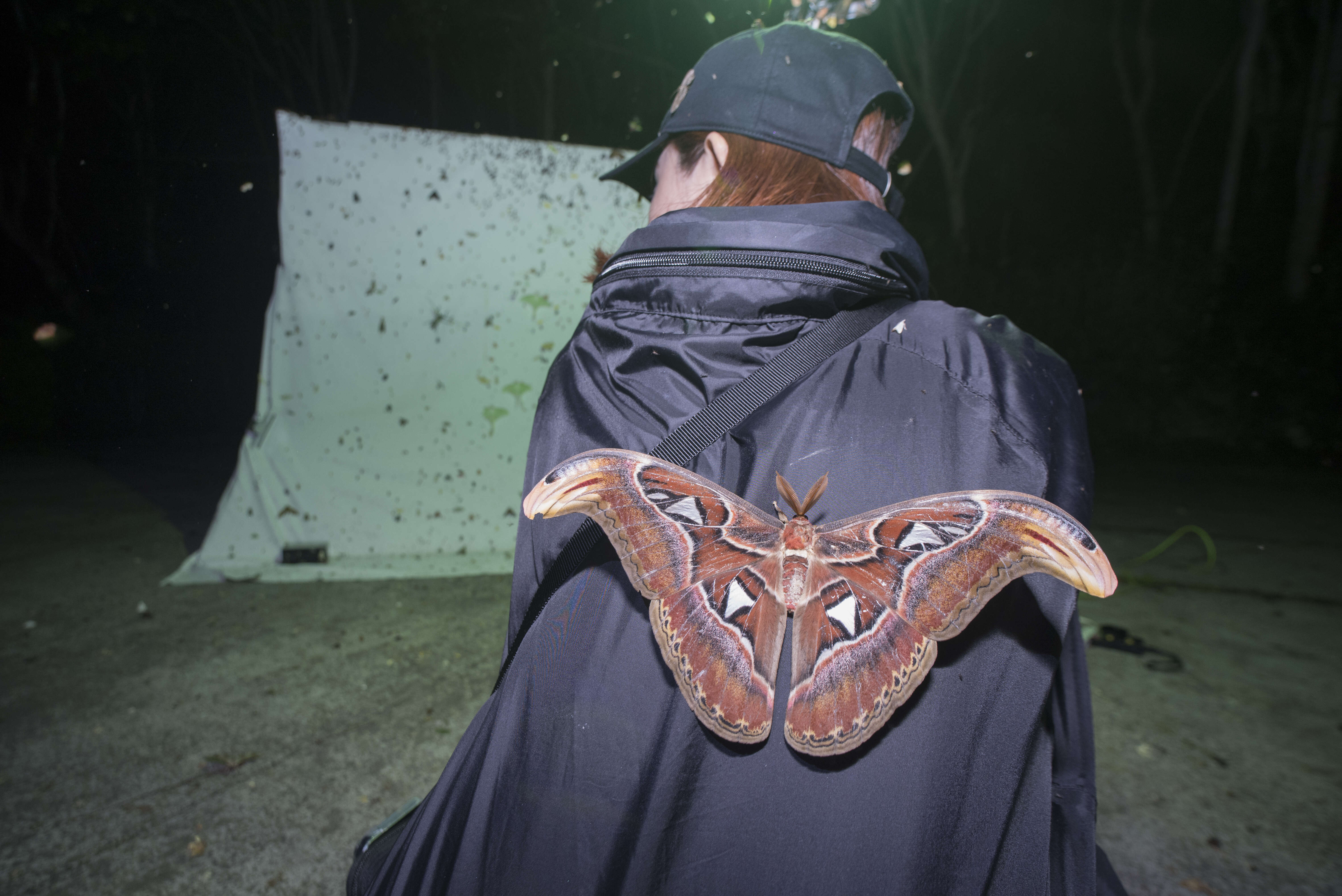 Image of atlas moth