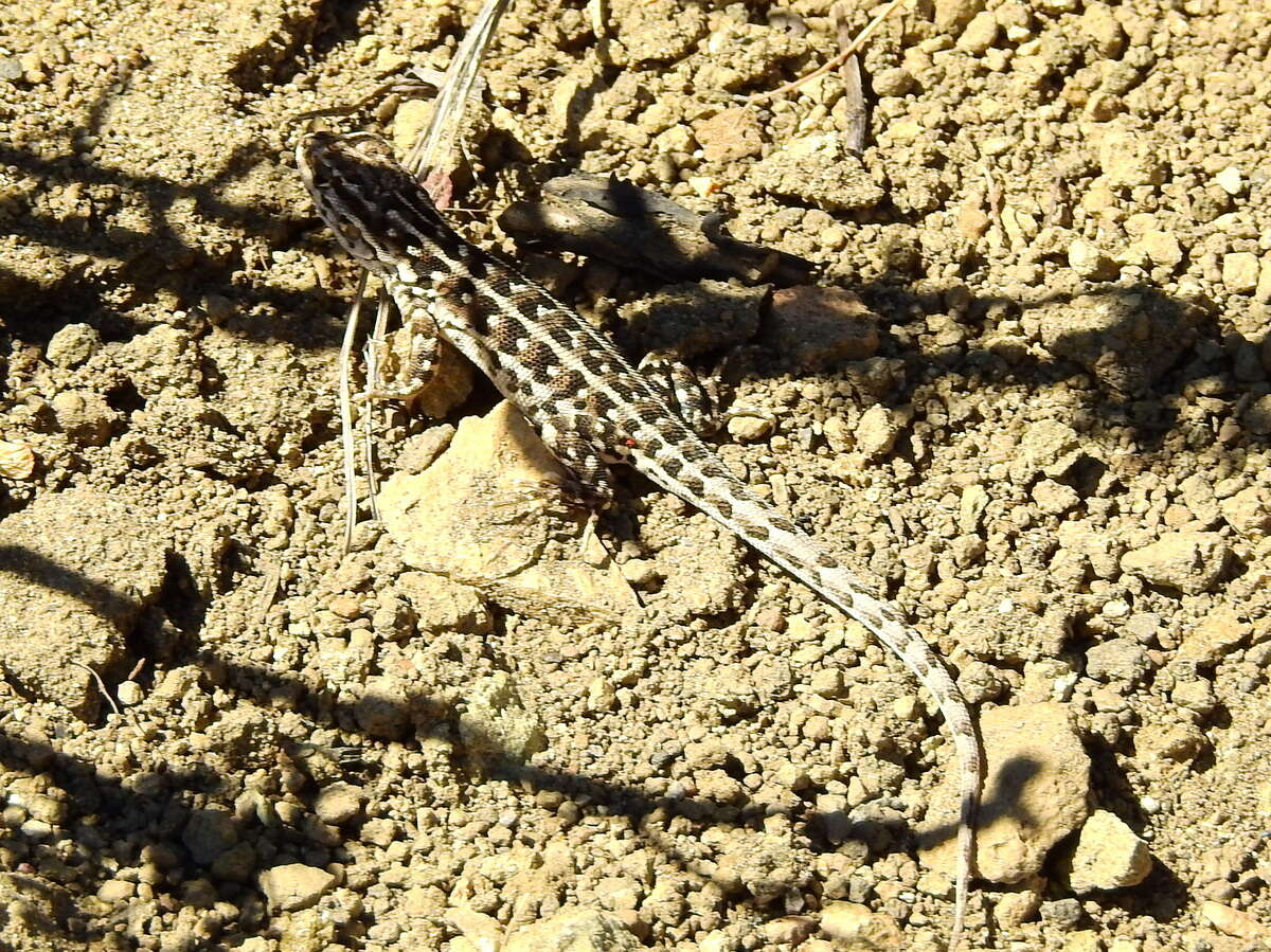 Imagem de Liolaemus lineomaculatus Boulenger 1885