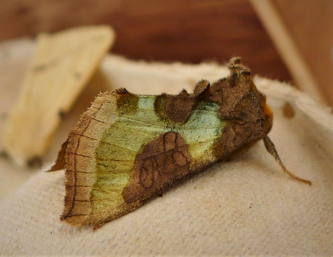 Image of burnished brass