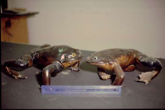 Image of Lake Junin frog