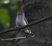 Image of Asian Brown Flycatcher