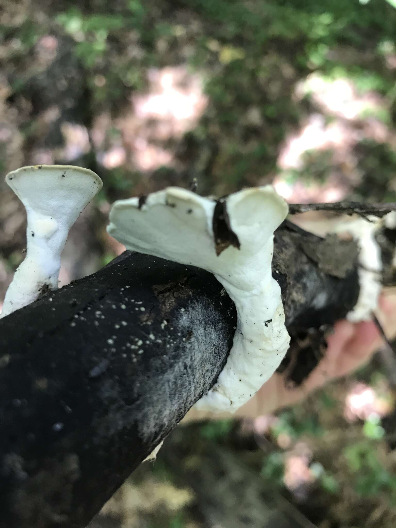 Image of Loweomyces fractipes (Berk. & M. A. Curtis) Jülich 1982