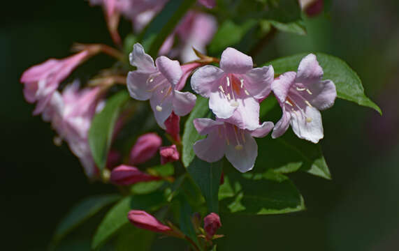 Image of Weigela hortensis (Sieb. & Zucc.) K. Koch