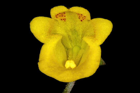 Imagem de Hemimeris sabulosa L. fil.