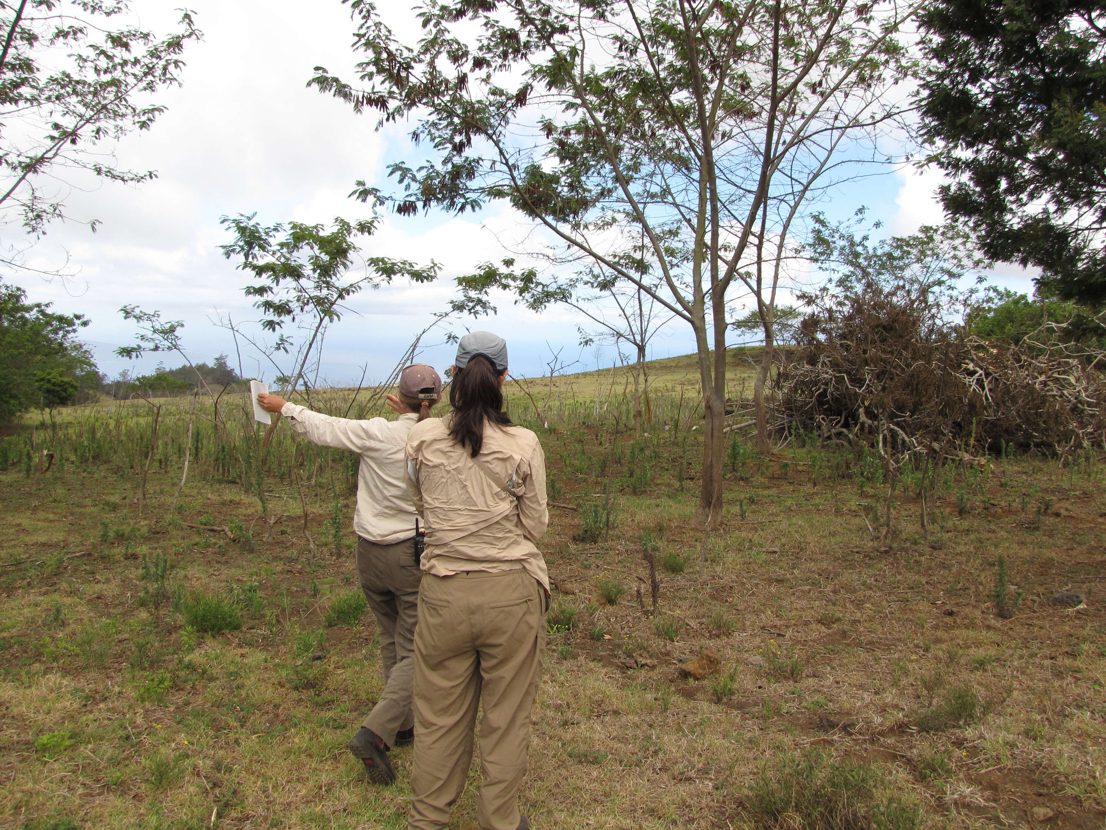 Plancia ëd Leucaena diversifolia (Schltdl.) Benth.