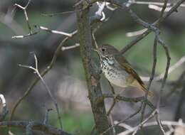 Image of Hermit Thrush