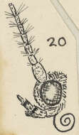 Image of Asterivora combinatana Walker 1863