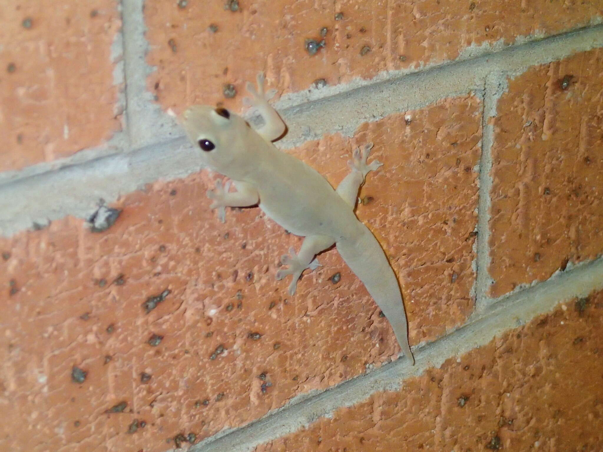 Image of House Gecko