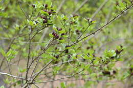 Image de Calycanthus floridus L.