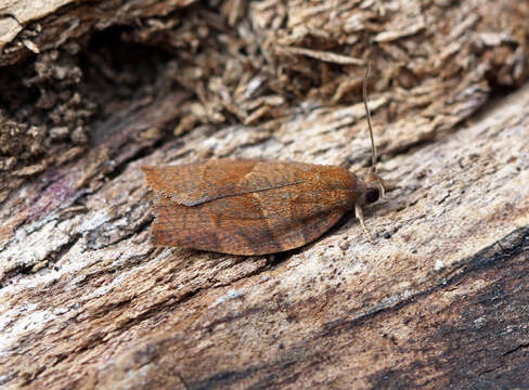 Image of Moth