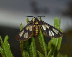 Sivun Ceryx anthraciformis Wallengren 1860 kuva