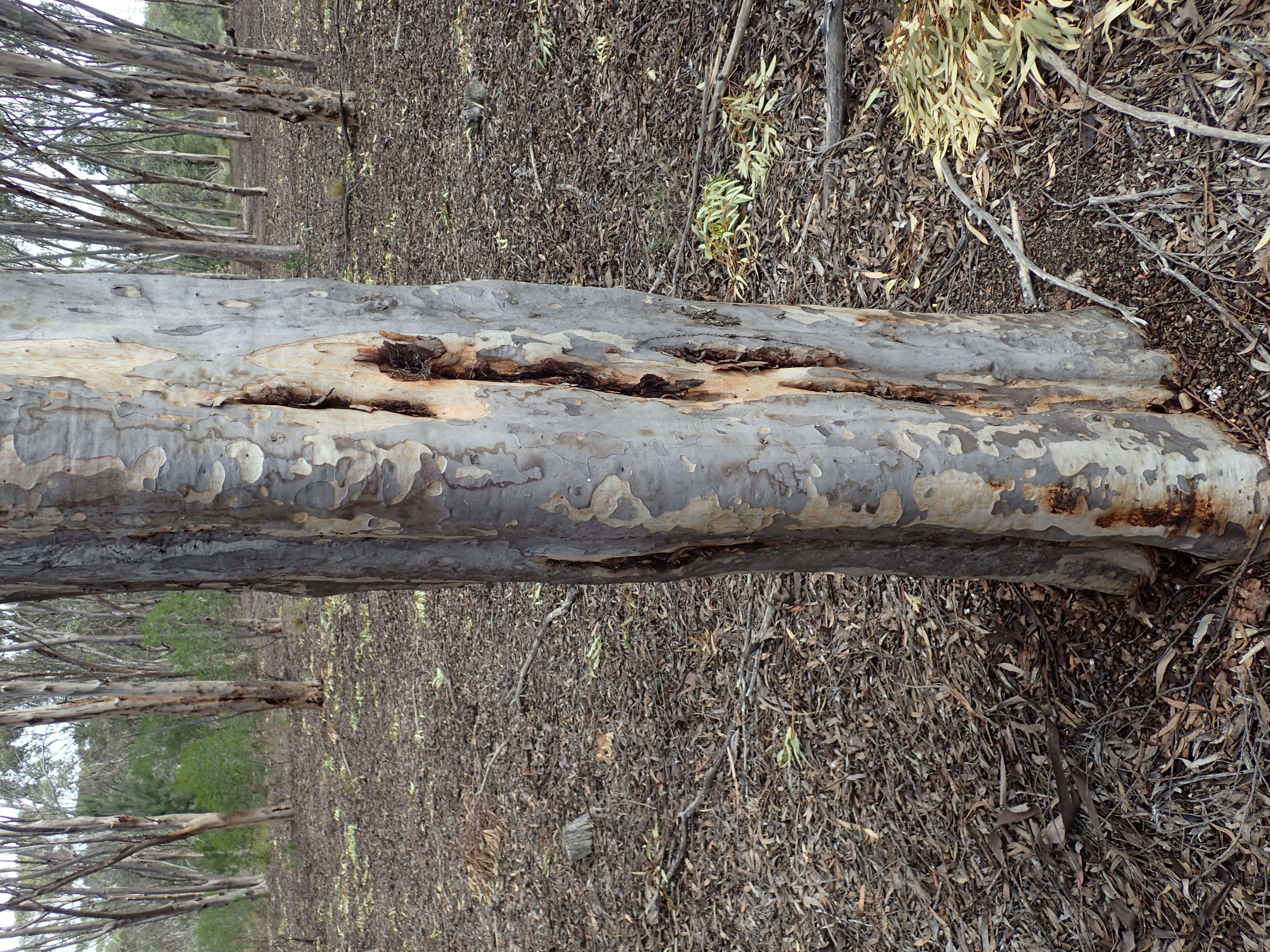 Image of brown mallet