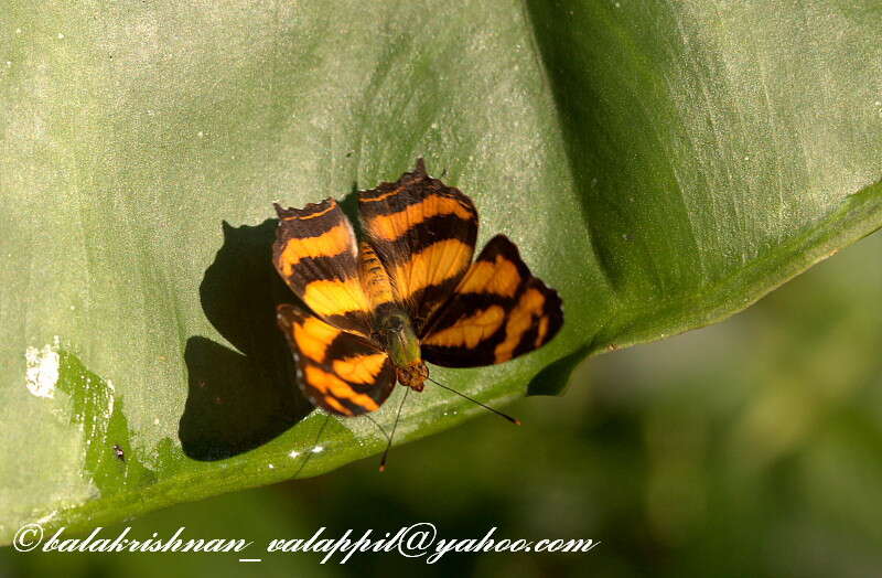 Plancia ëd Symbrenthia lilaea