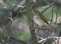 Image of Hermit Thrush