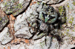 Image of Araneus andrewsi (Archer 1951)