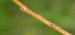 Image of Almond-leaved Willow