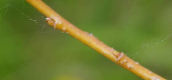 Imagem de Salix triandra L.