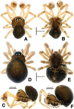 Image of Mysmena