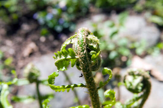 Image de Dryopteris celsa (W. Palmer) Knowlton