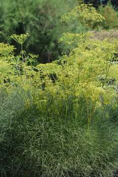 Peucedanum officinale L. resmi