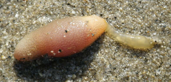 Image of spoon worms