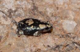 Image of marbled rubber frog