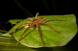 Image of Dolomedes minor L. Koch 1876