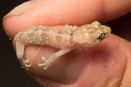 Image of San Lucan  Gecko