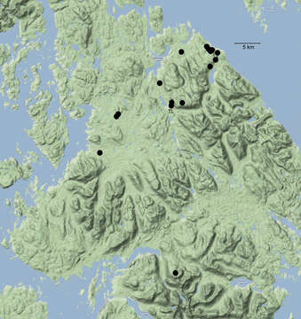 Image of Caurinus