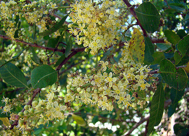 Image de Schinus latifolia