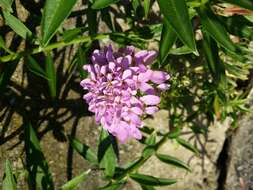 Plancia ëd Iberis umbellata L.