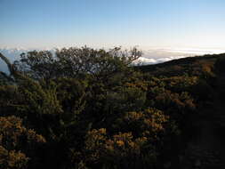 Image of alpine mirrorplant