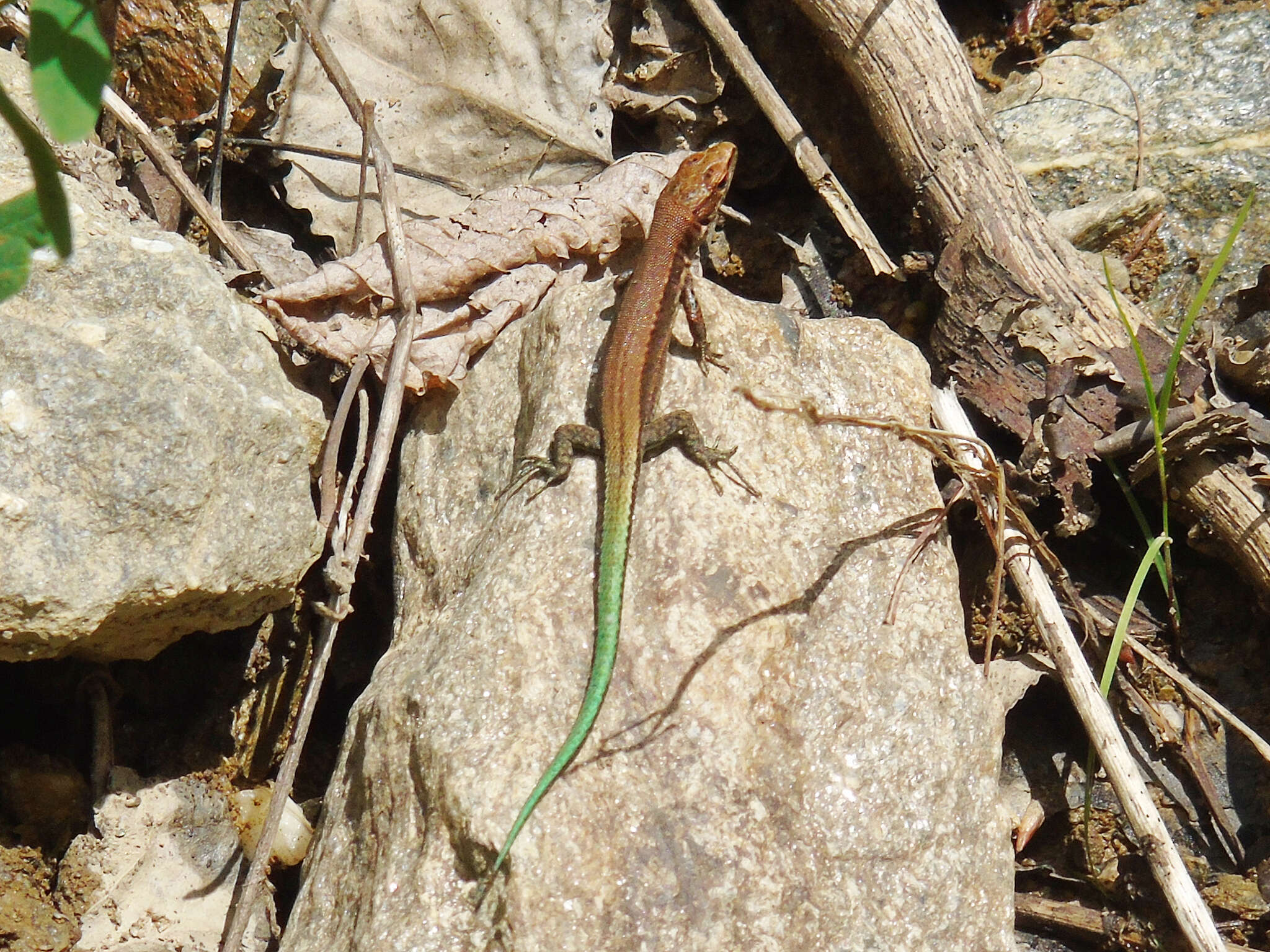 Image of Derjugin's lizard