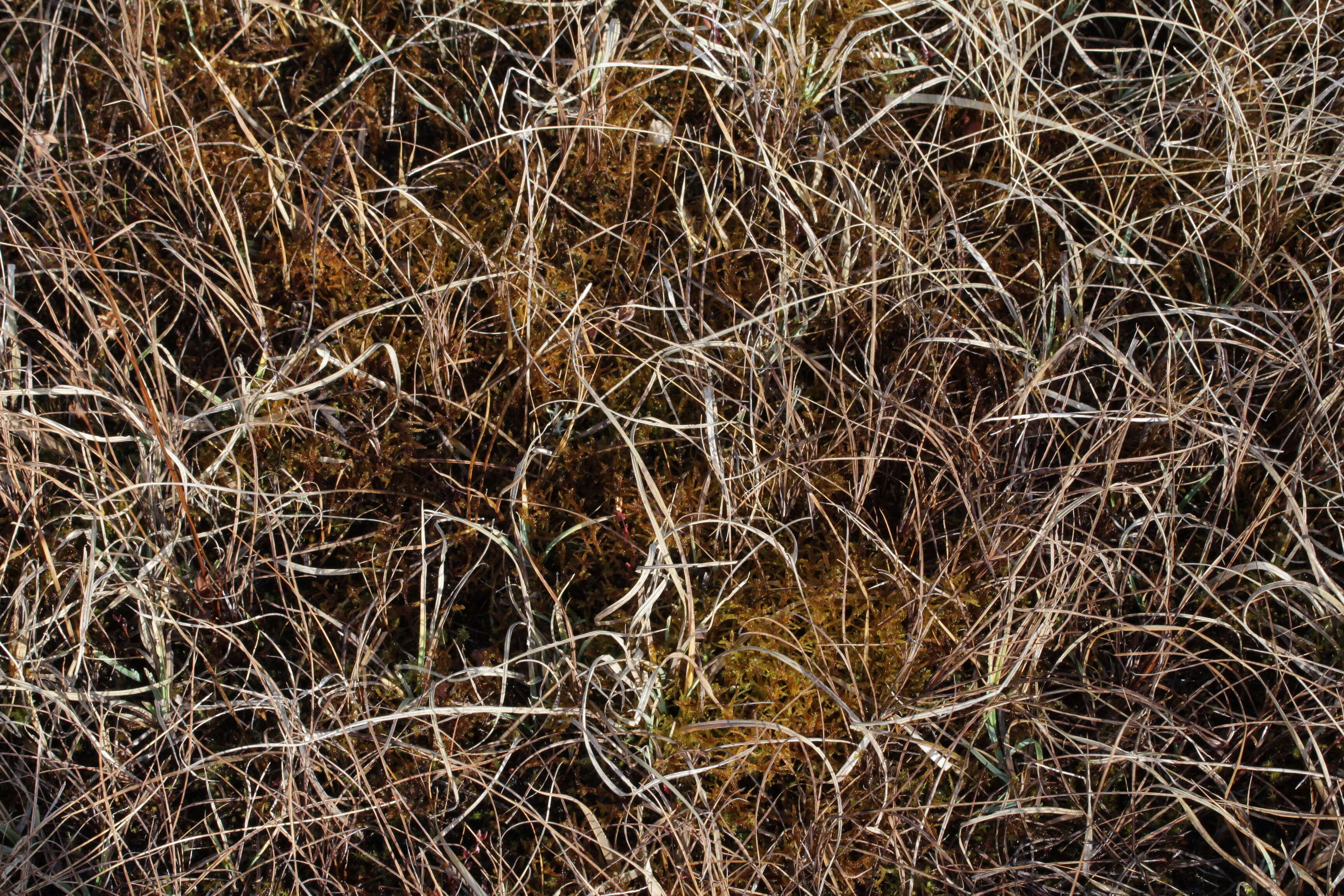 Image of hamatocaulis moss