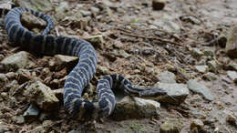 Gloydius intermedius (Strauch 1868) resmi