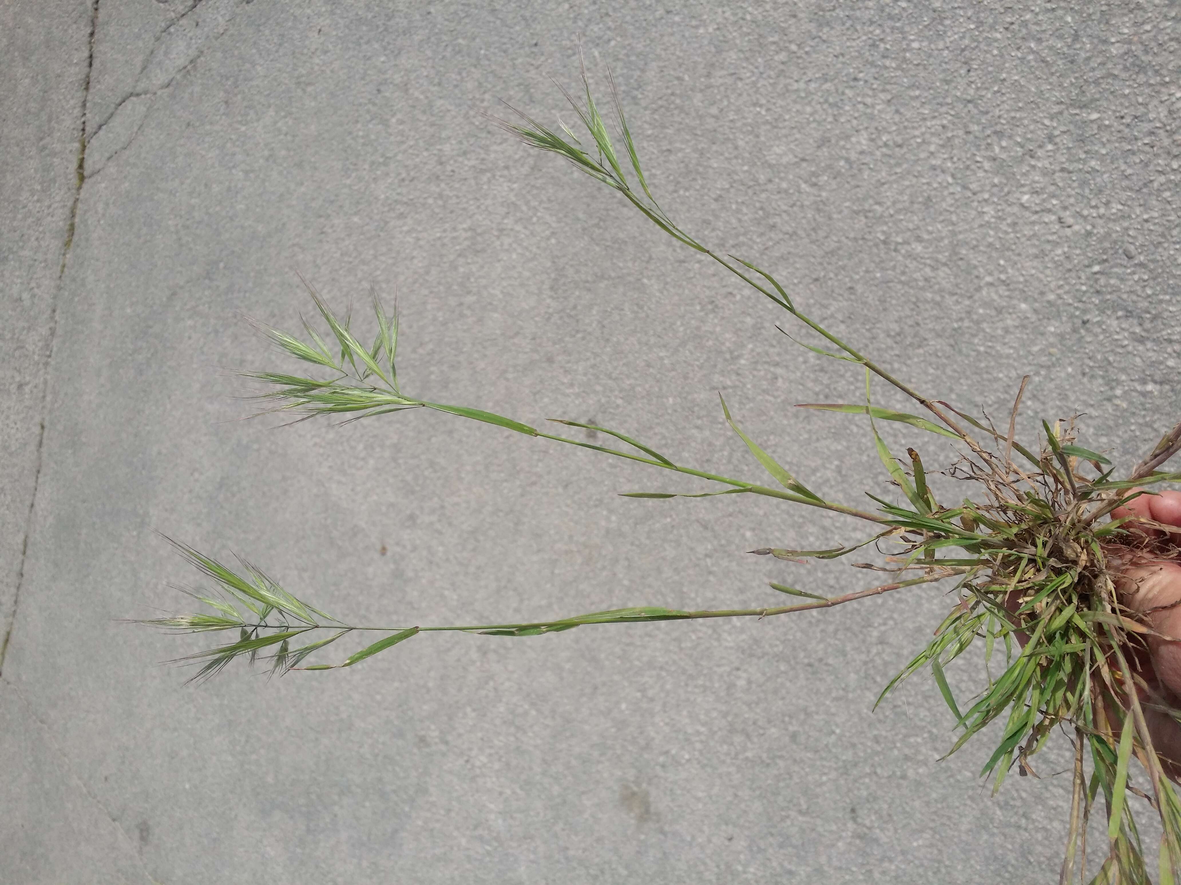 Image of compact brome