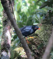 Image of Glossy-black Thrush