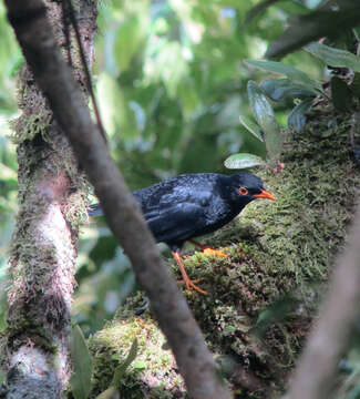 Imagem de Turdus serranus Tschudi 1844