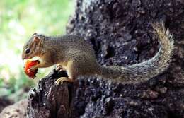 Image of Ochre Bush Squirrel