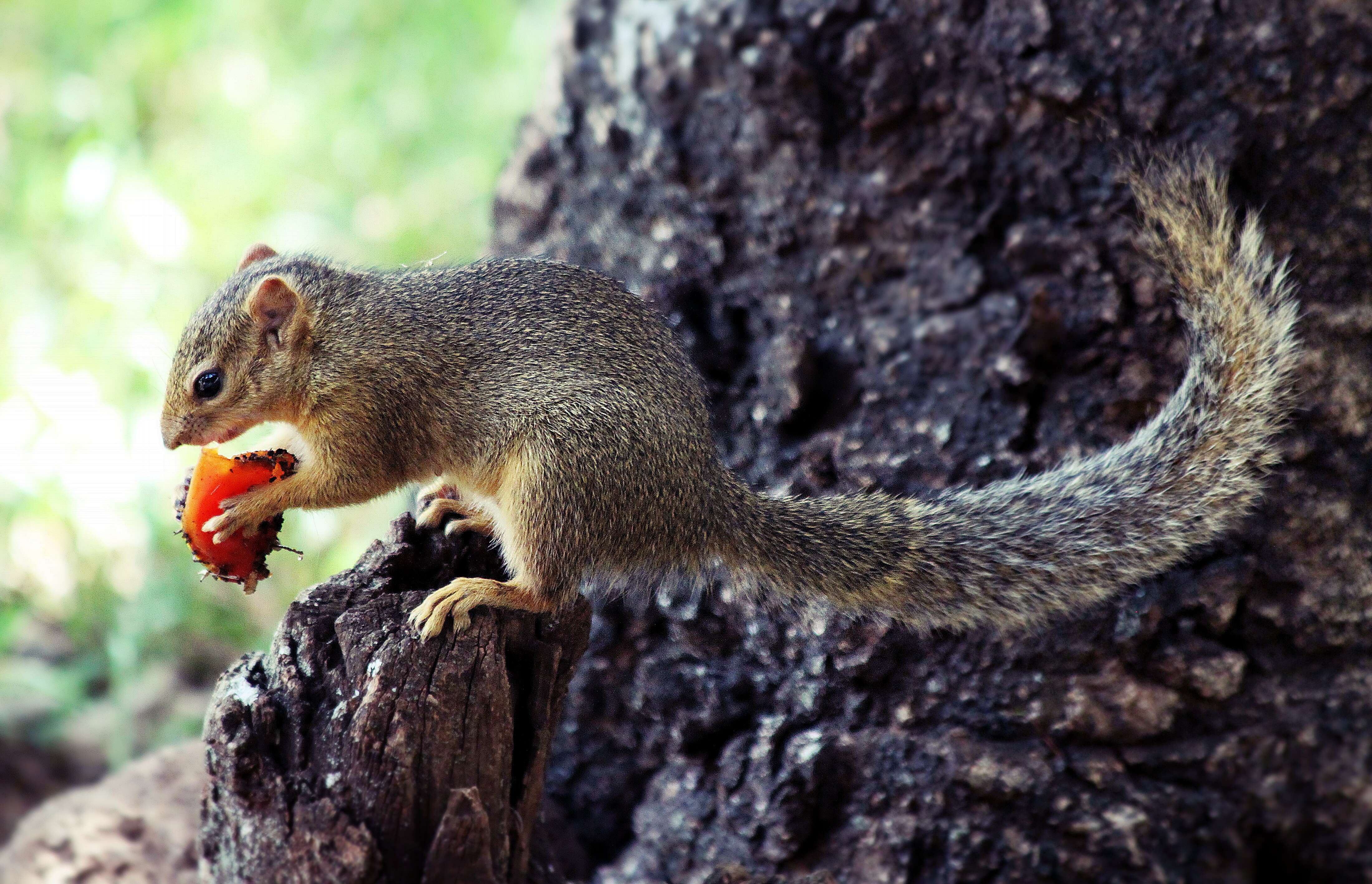 Image of Ochre Bush Squirrel