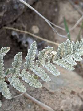 Image of Eaton's lipfern