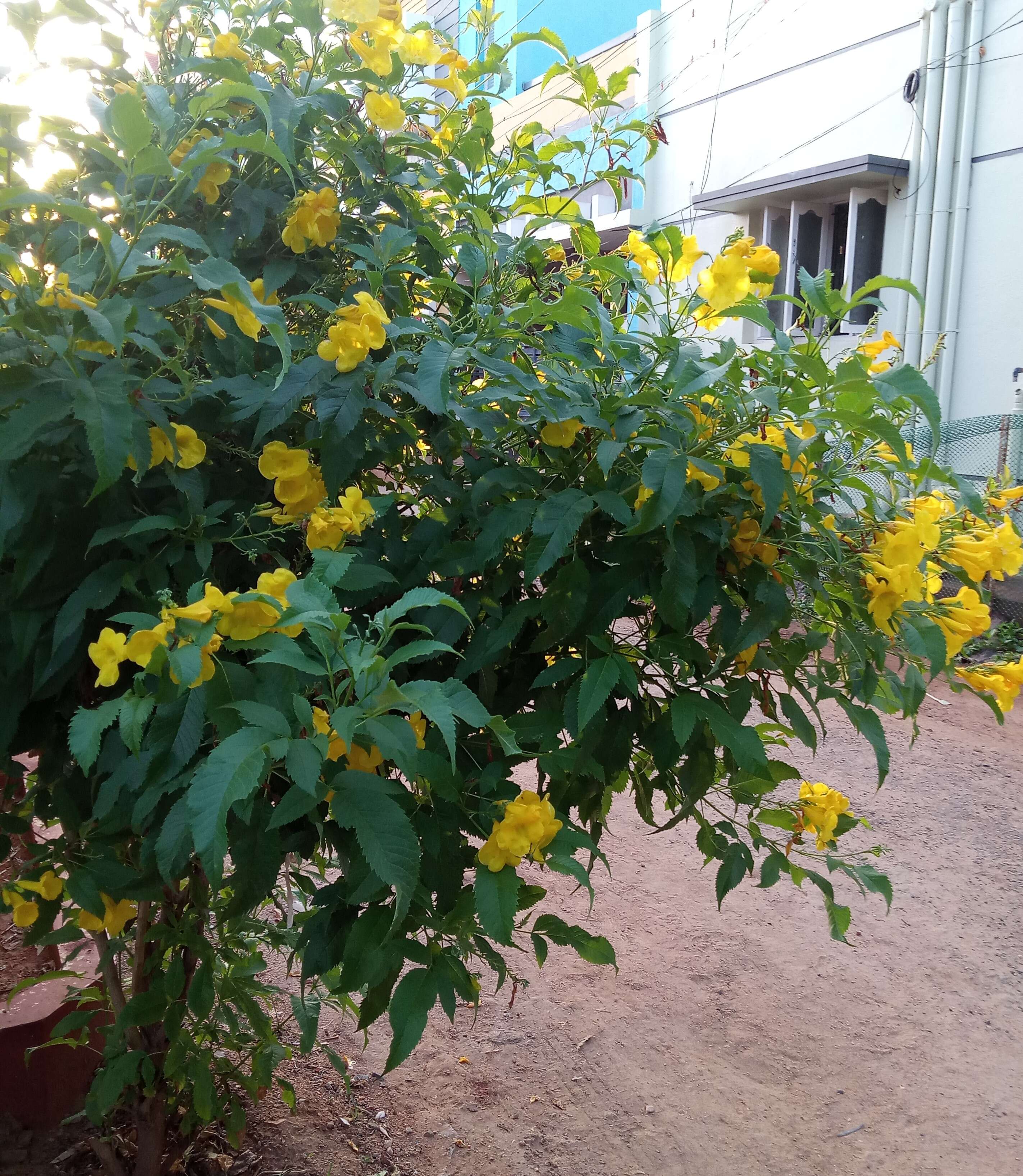 Image of Yellow bells