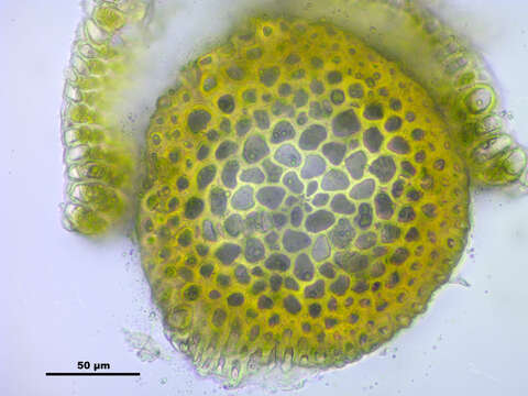 Слика од Campylium chrysophyllum J. M. Lange 1887